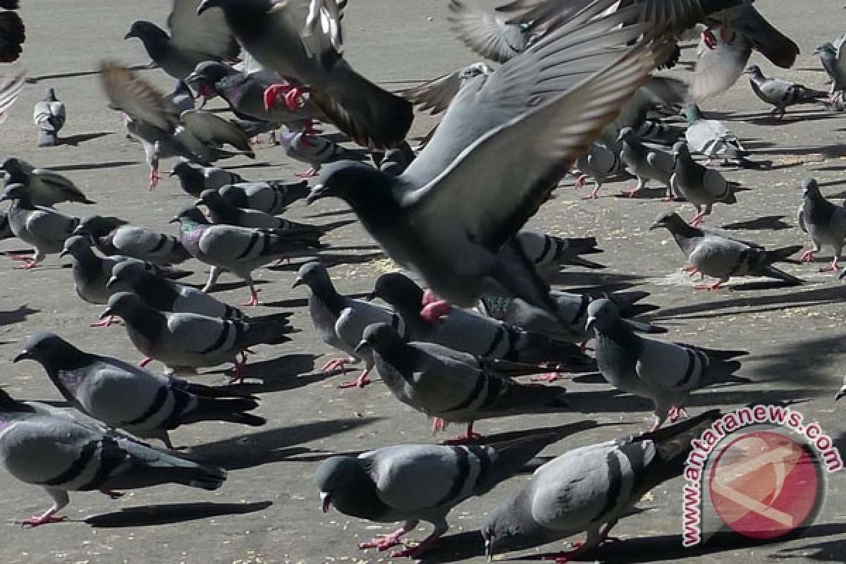 Peserta pilwako lepas burung merpati kampanye damai