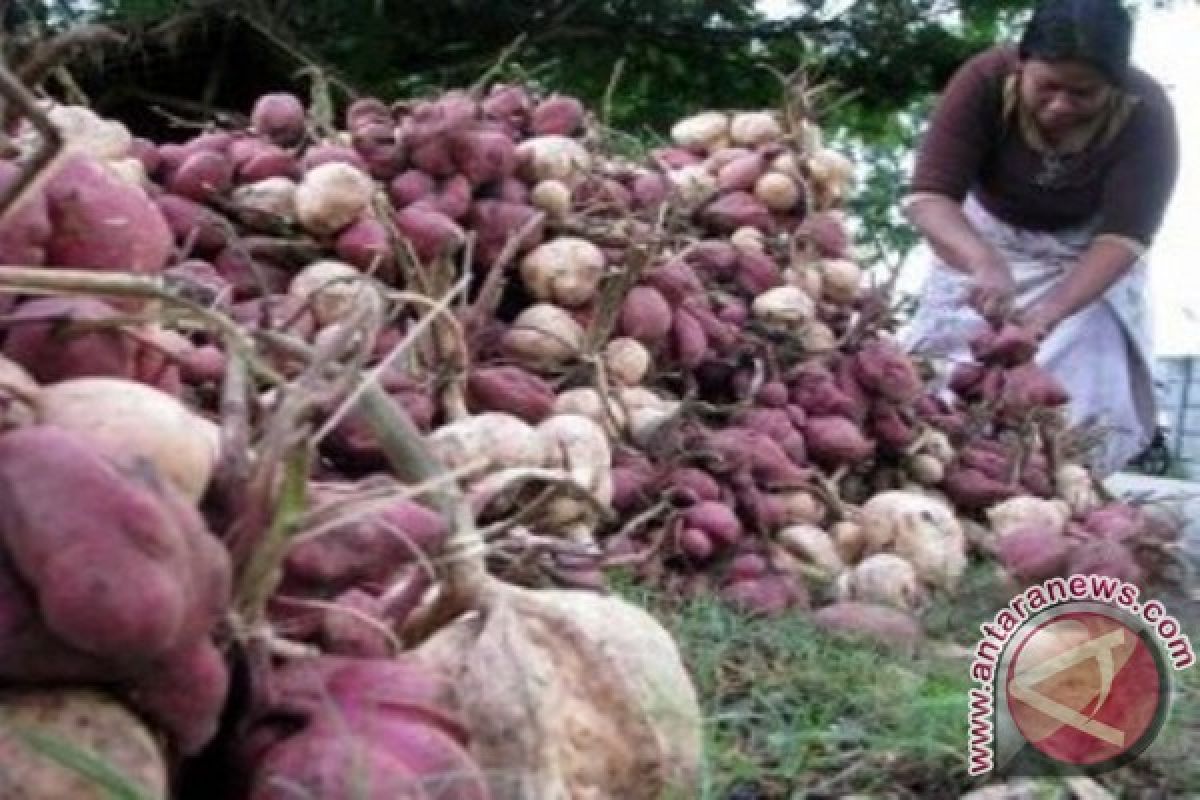 Distan Papua kembangkan budidaya ubi jalar di pegunungan tengah