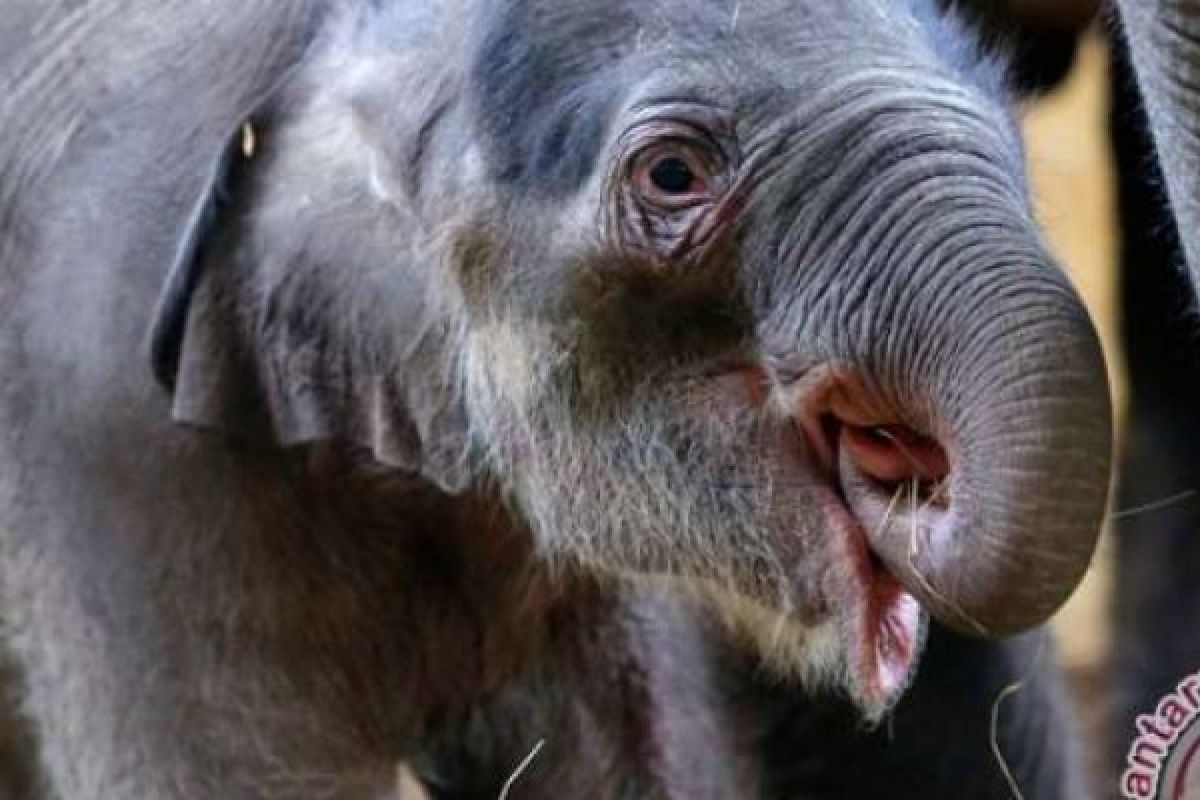 Gajah Putih Sebagai Tanda Keberuntungan Ditemukan Di Myanmar