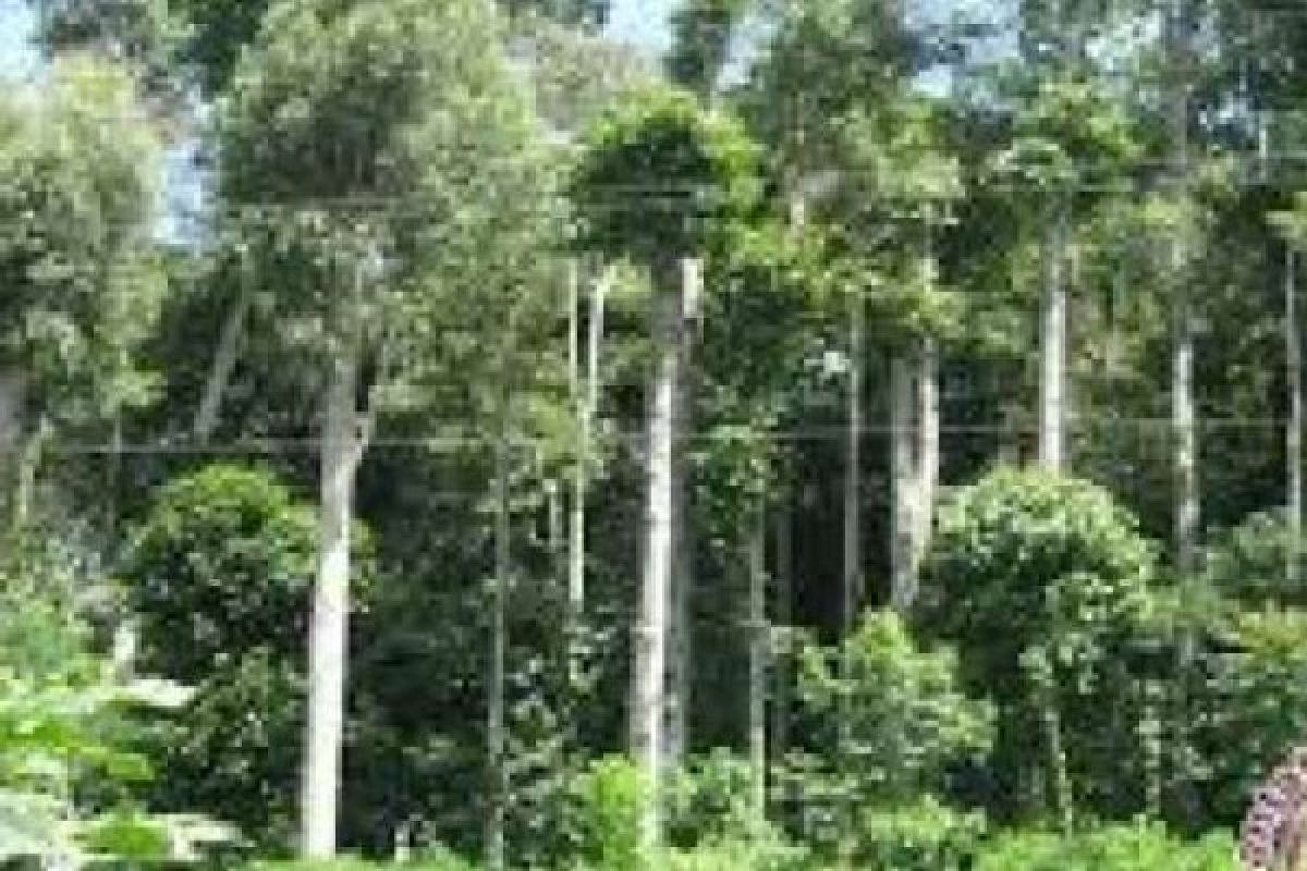 Legislator: Raperda Hutan Raya Riau Tidak Relevan