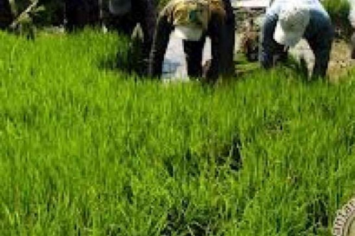 sektor Pertanian Masih Kurang Perhatian