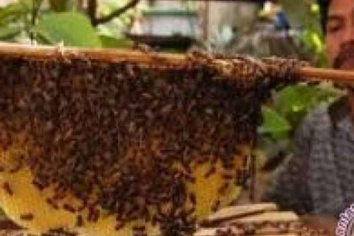 Firdaus: Industri Lebah Kampar Aset Wisata Riau