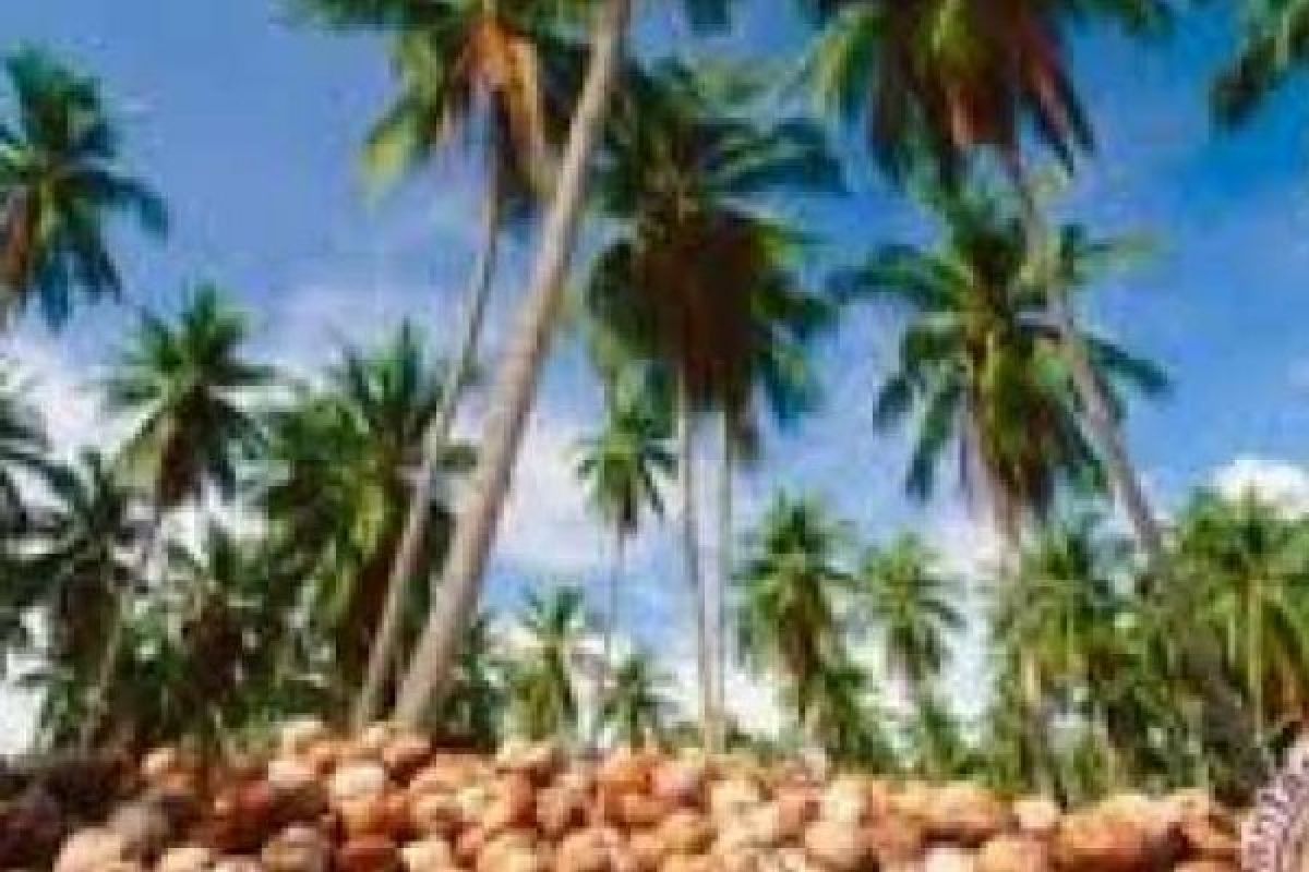 100 Hektare Kebun Kelapa Inhil Rusak