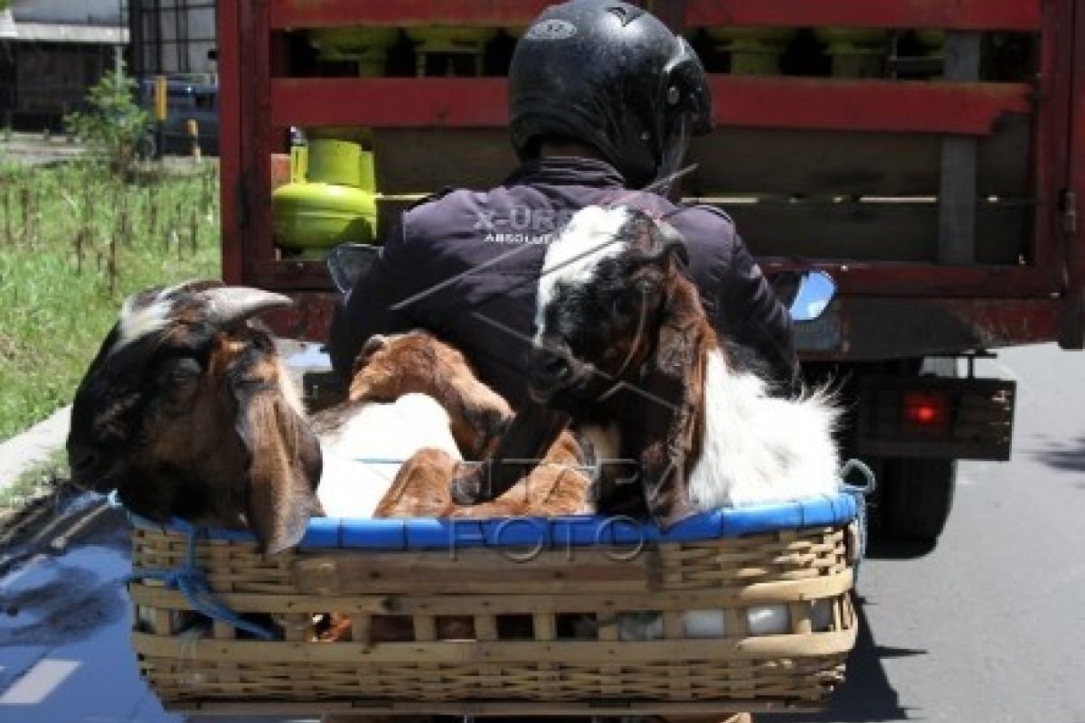 Distanak Pandeglang Rutin Periksa Hewan Antisipasi Brucellosis