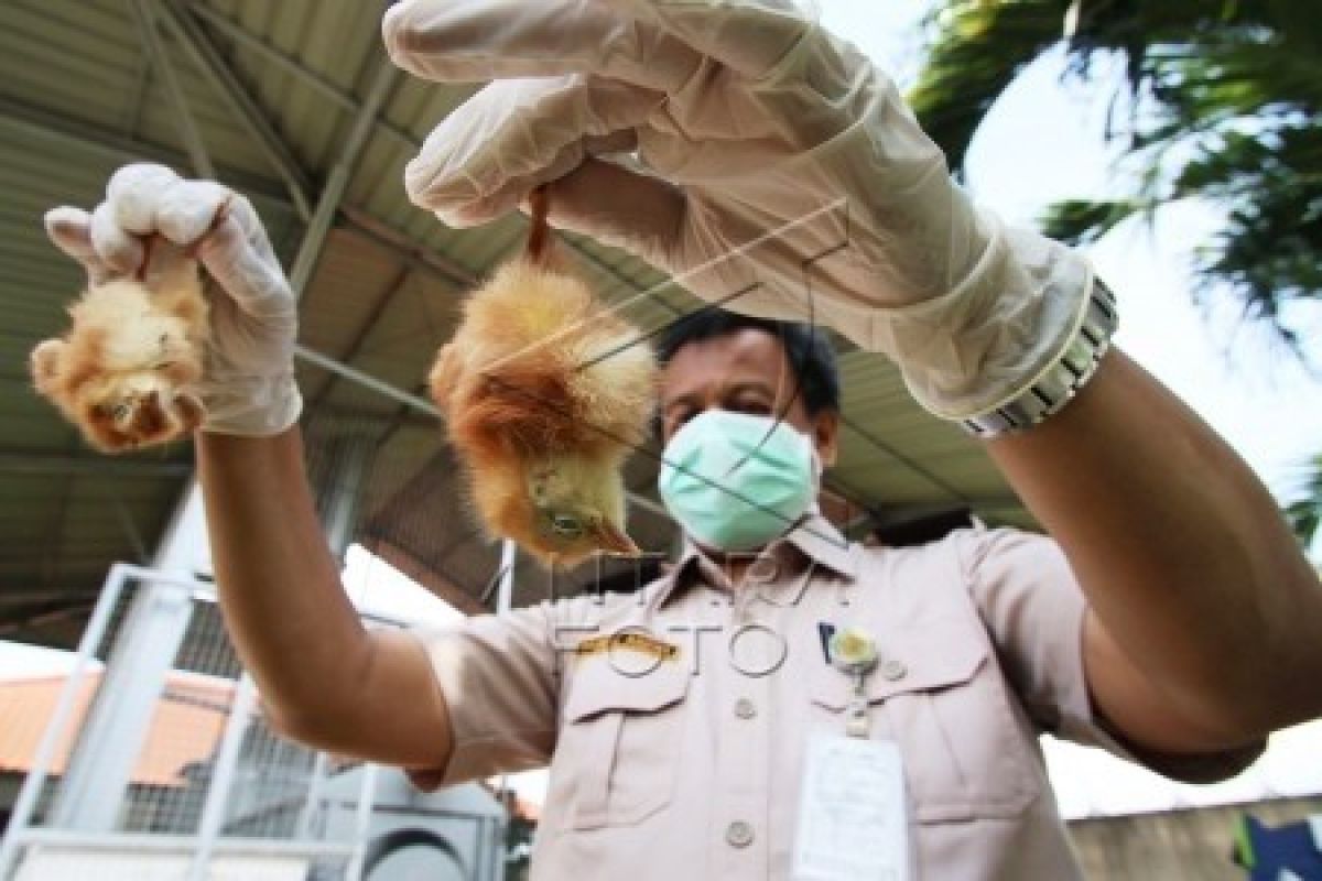 Pemkot Tangerang Tunggu Kemenkes Terkait Flu Burung