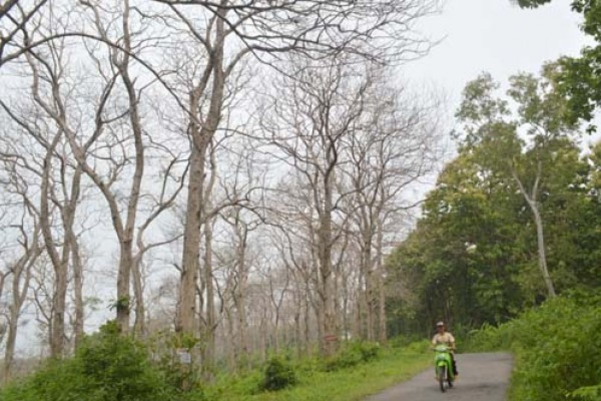 230.000 Bibit Pohon Ditanam Hari Menanam Pohon di Tuban