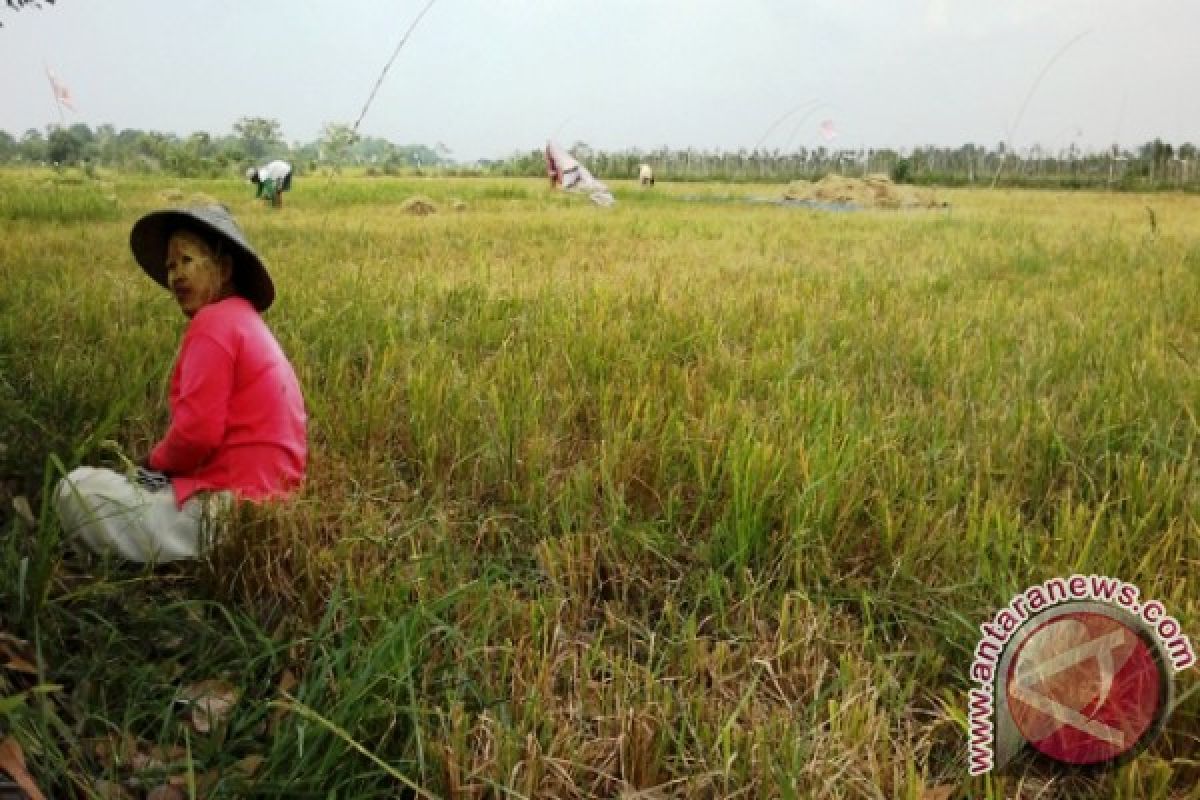 Produksi Padi di Penajam Turun 50 Persen