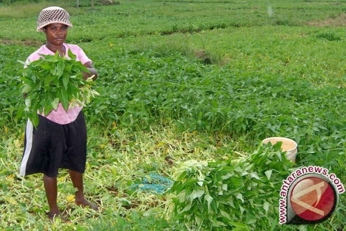 NTP Papua turun 0,73 persen 