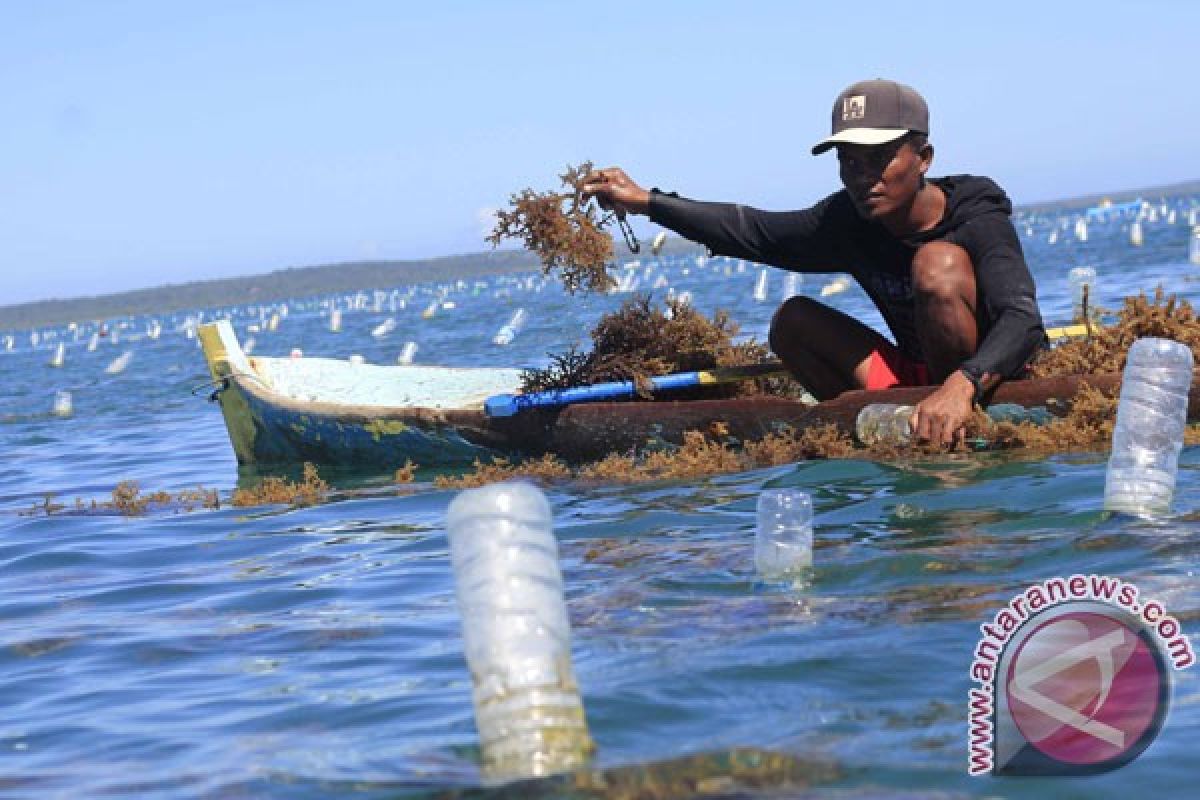 Luhut imbau pemda bangun pabrik rumput laut