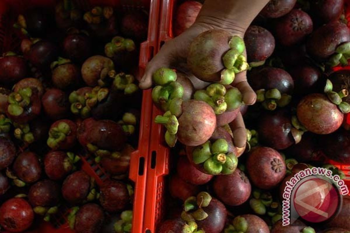 Permintaan Buah Manggis Tembus Pasar Jepang