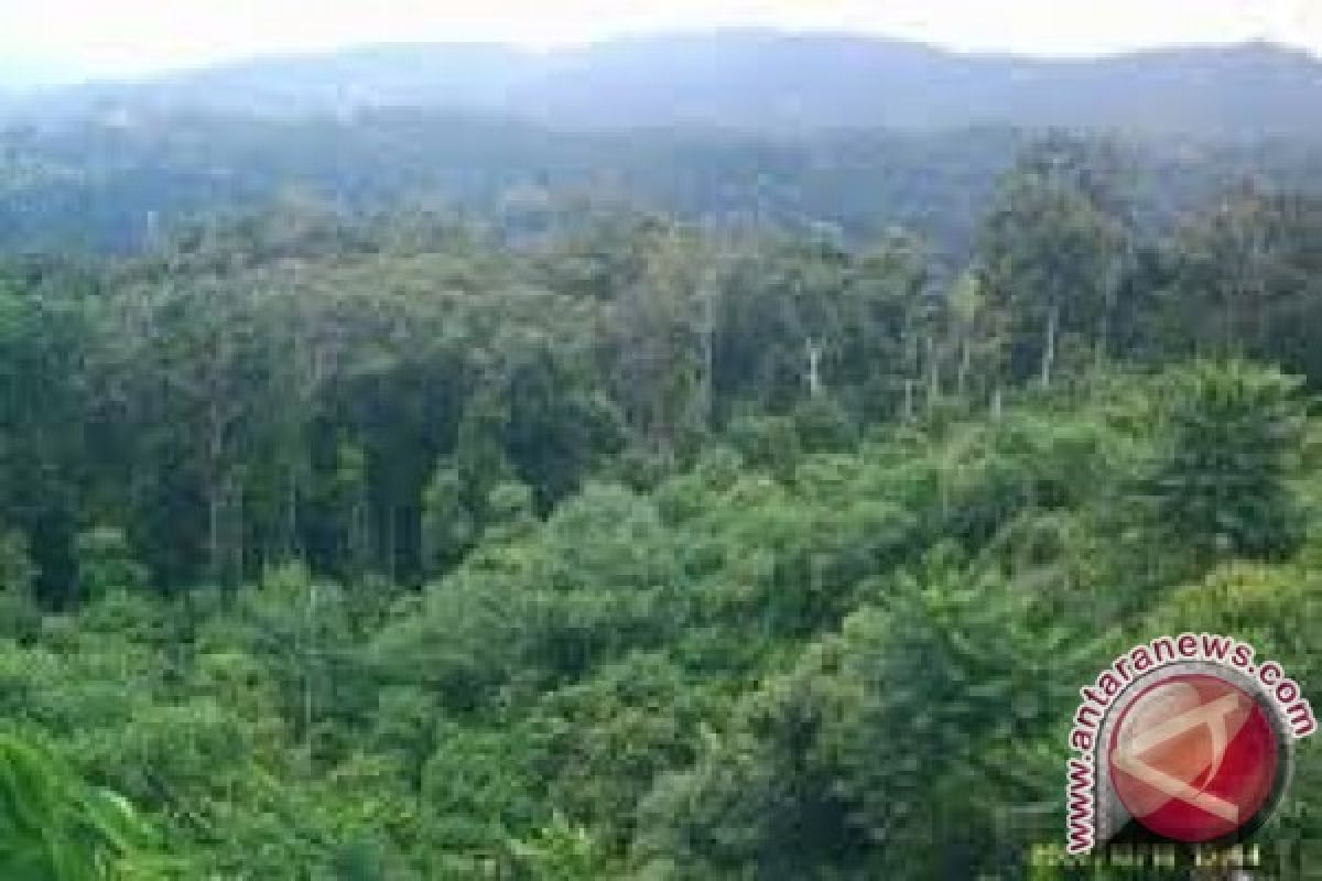 Hutan adat menunjang ekonomi masyarakat