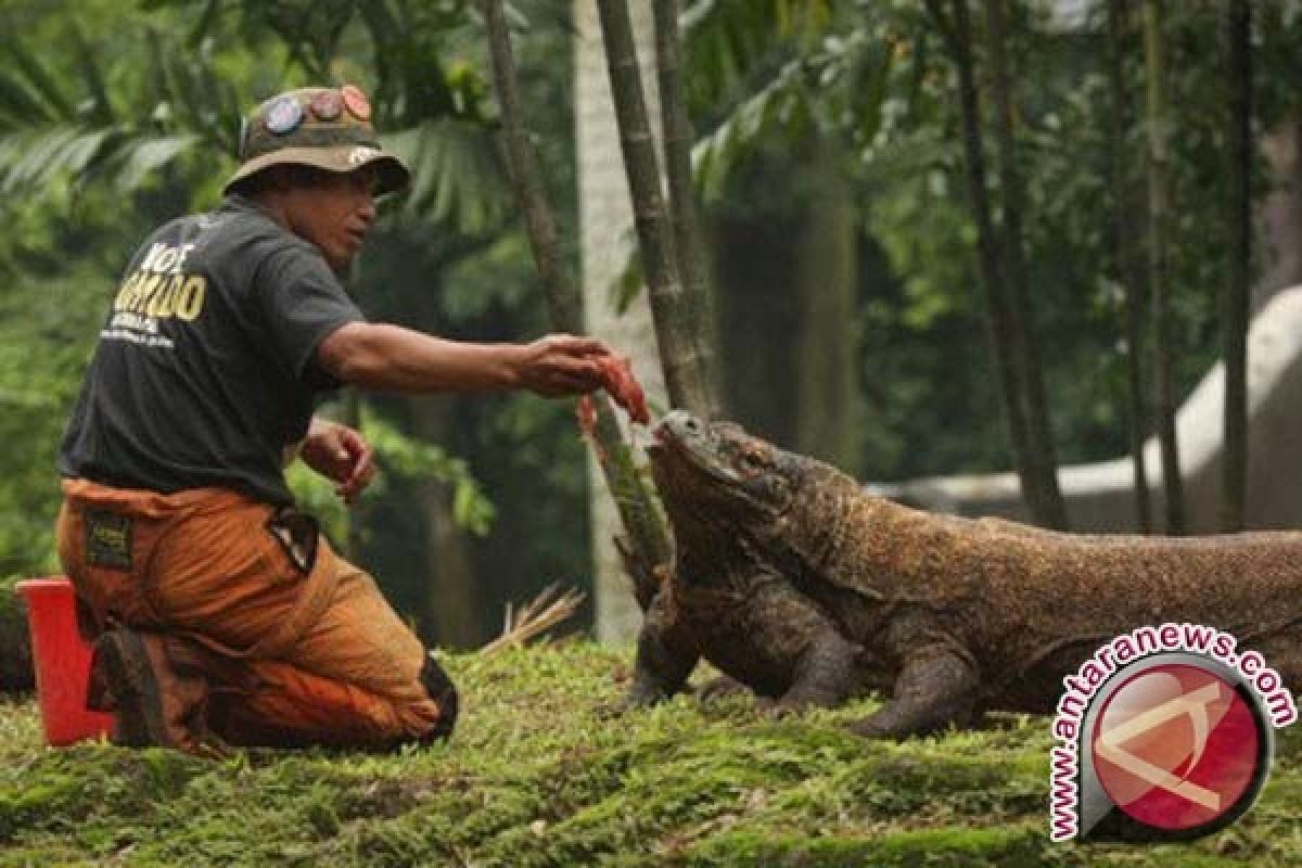Surabaya to Build Komodo Dragon Park