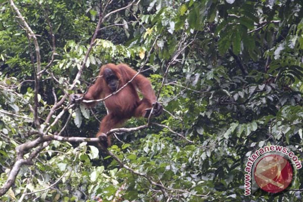 Orangutan masuk kampung penduduk akibat khabitatnya terbakar