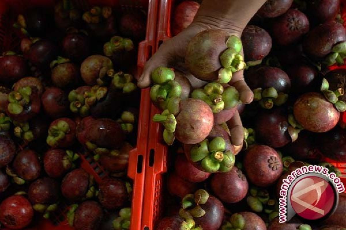 Manggis Lebak Tembus Pasar Jepang 600 Ton