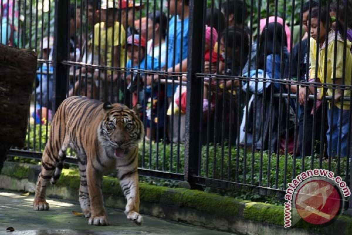 Kebun Binatang Surabaya batal gelar peringatan HUT ke-100