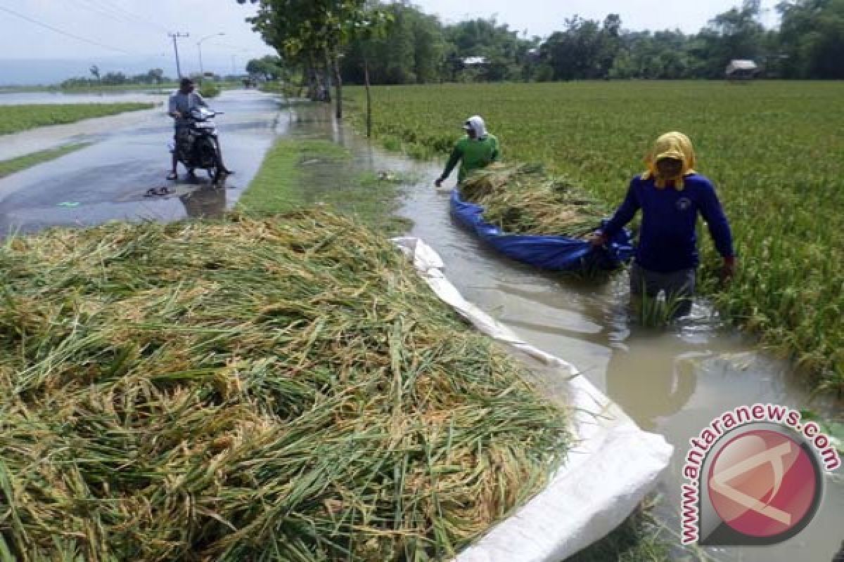 Banjir di hilir Jatim lebih lambat surut