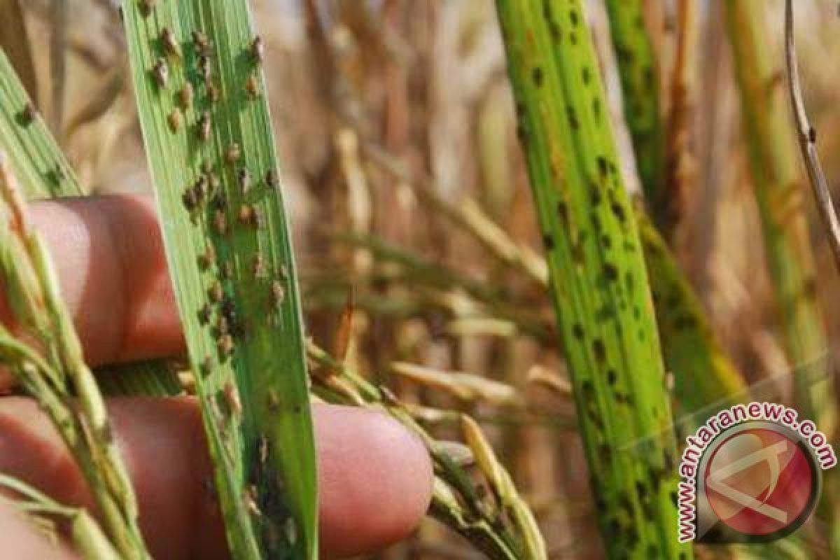 Petani Mamuju keluhkan serangan hama padi 