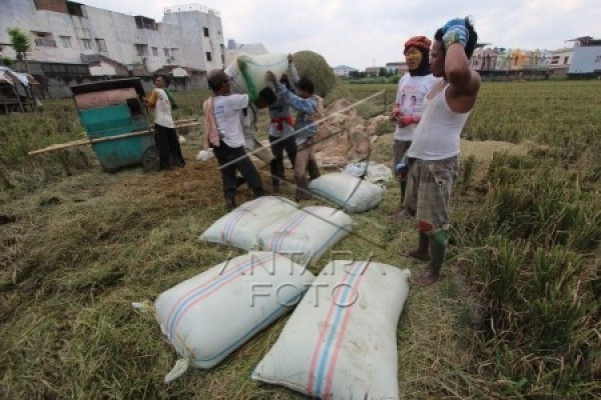 Gabah Petani Cilacap Diserbu Pedagang Beras dari Jabar