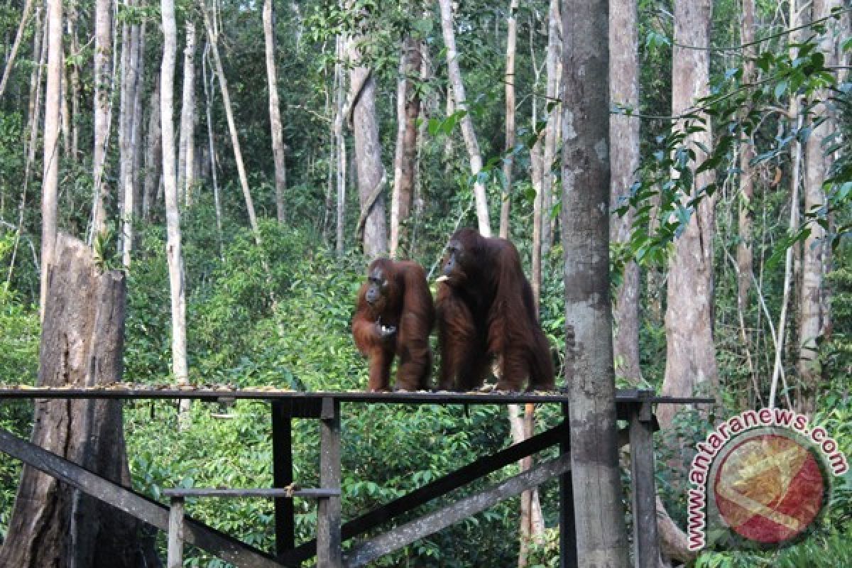 Rumah Baru Orangutan di Pulau Salat Nusa