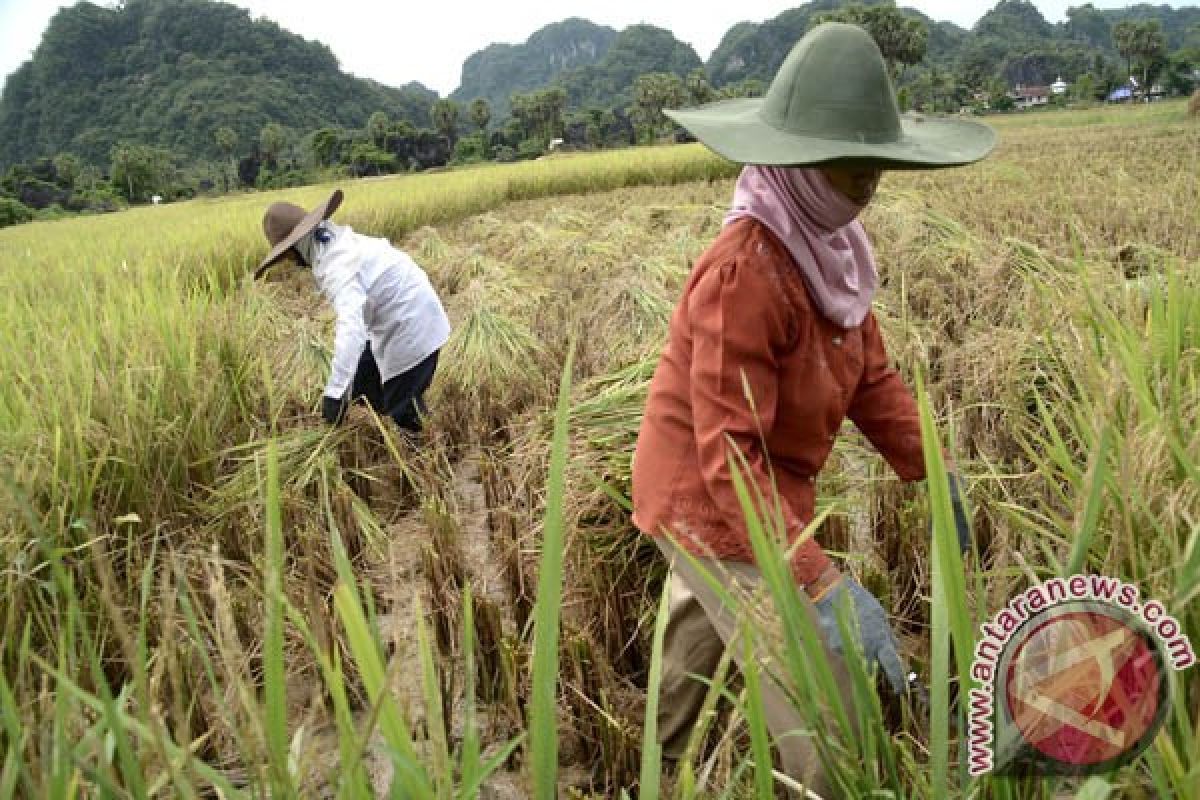 Kementan : produktivitas padi Bantul lebihi rata-rata nasional