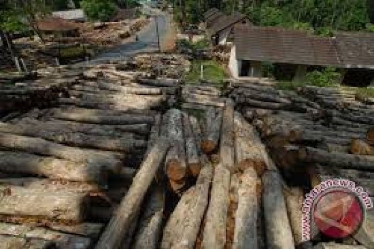 Permintaan kayu Papua di luar negeri meningkat
