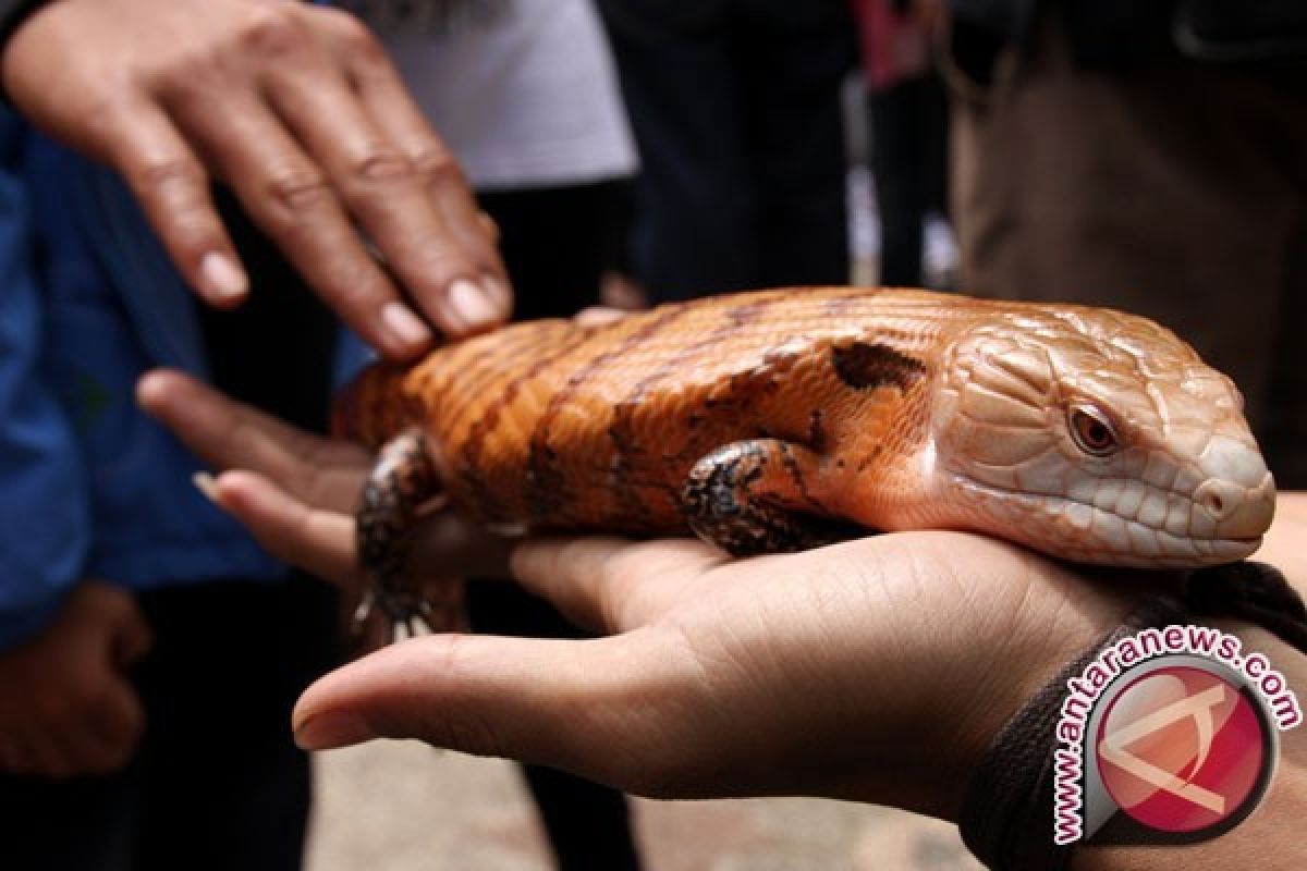 Peneliti Identifikasi Tiga Spesies Kadal Kayu Serupa Naga