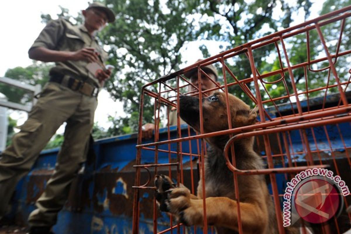 700 ekor anjing liar dimatikan