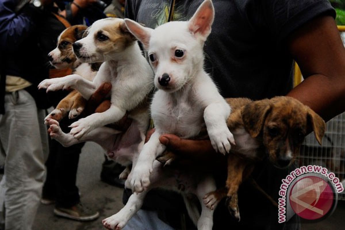 Petugas kesehatan Jepang temukan 164 anjing berjubel di rumah sempit