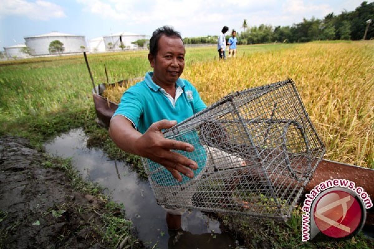 Petani di Lhokseumawe Diberi Perangkap Tikus