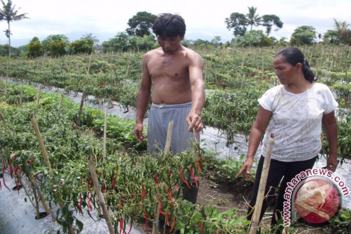 Petani cabai merah keluhkan serangan hama penyakit