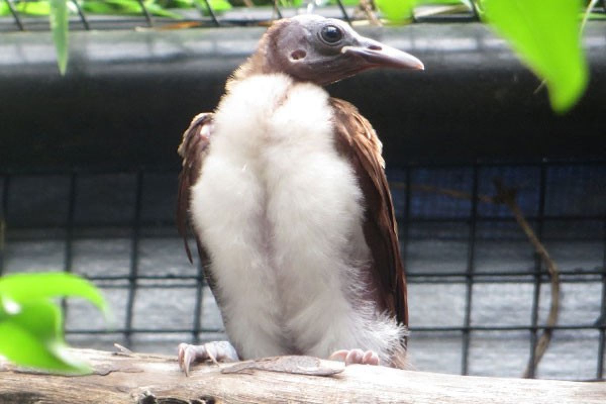 Burung Cenderawasih Papua Lahir Di Taman Safari