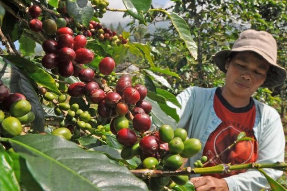 Ekspor Kopi Robusta Lampung Naik 