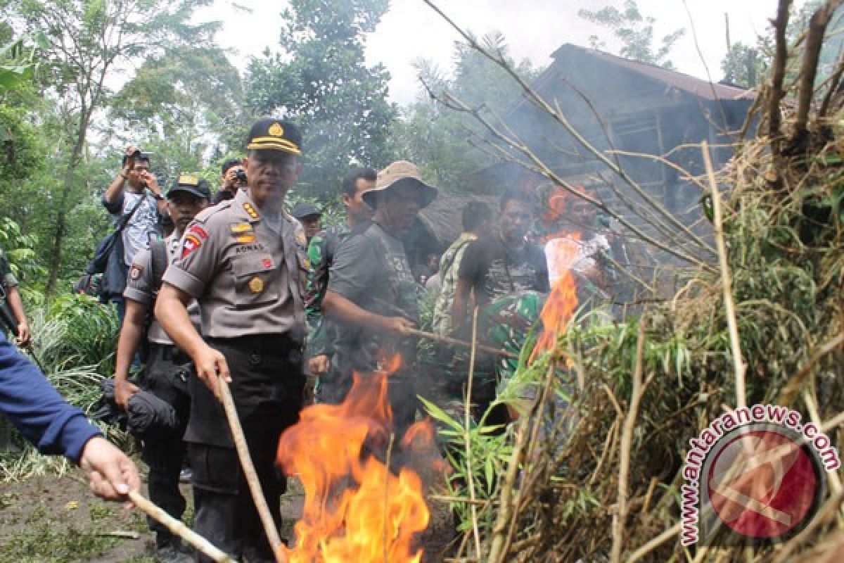 Hutan lindung Rejanglebong rentan ditanami ganja 