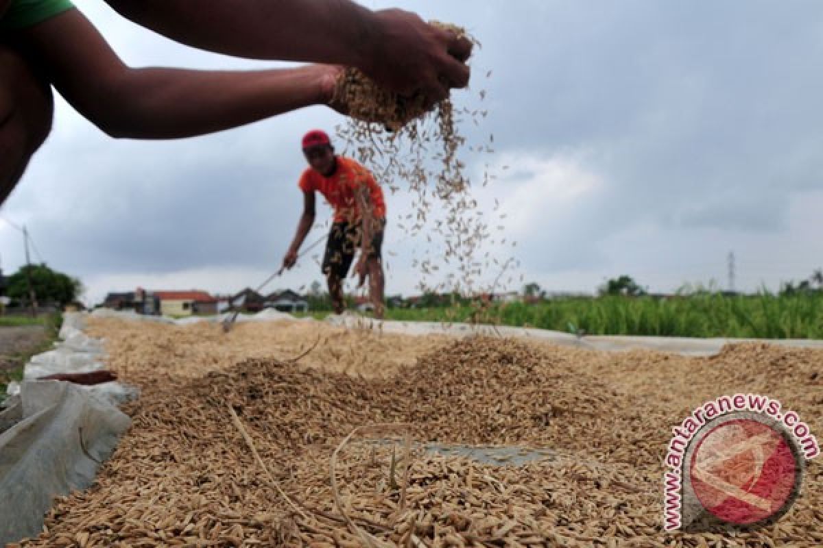 Petani Karawang diimbau sisihkan panenan padi hadapi paceklik