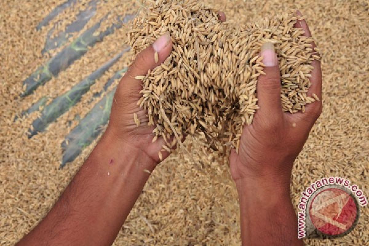 Ribuan hektare padi di Bojonegoro diserang wereng