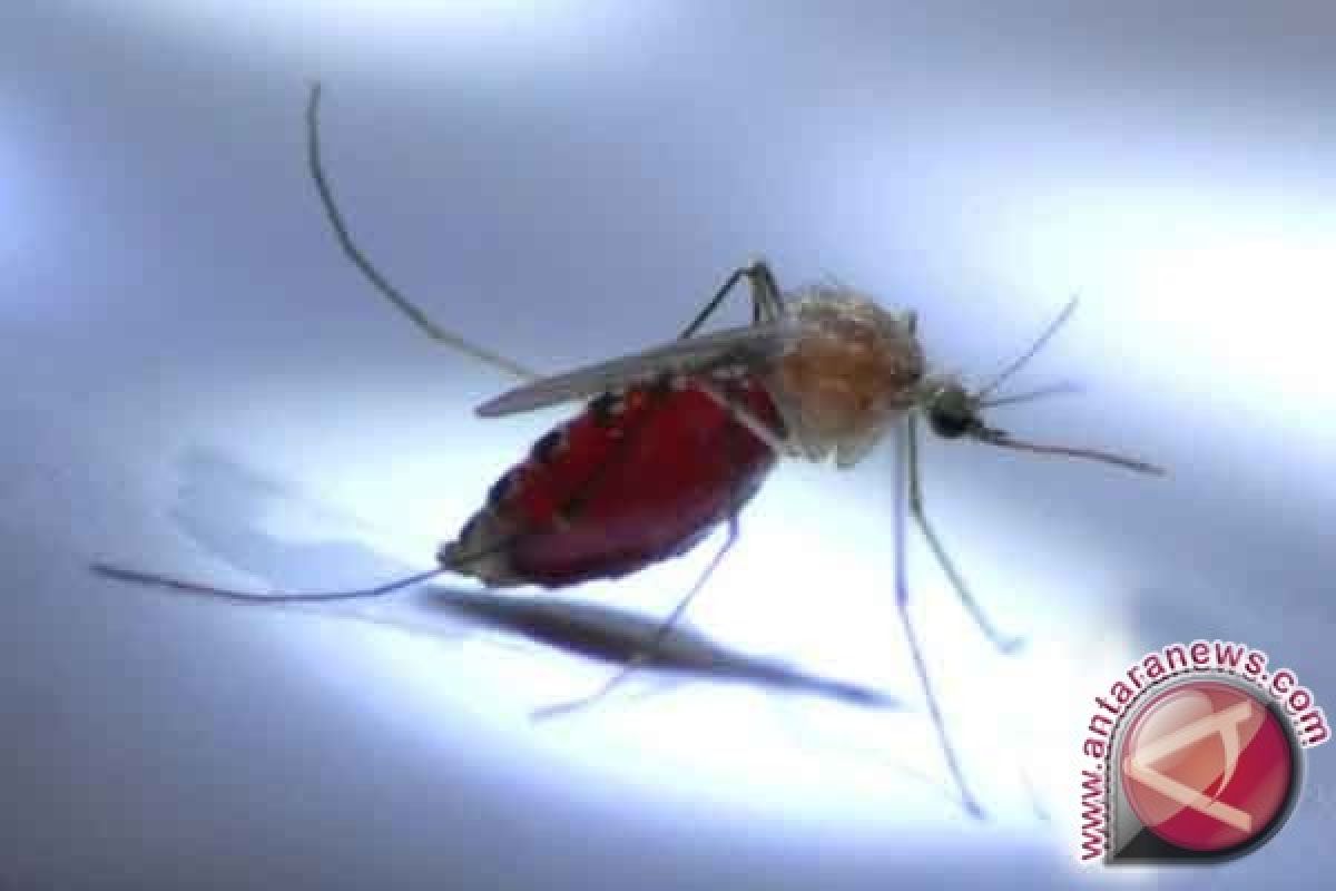 Dinkes Papua: lima kabupaten masih endemis tinggi malaria