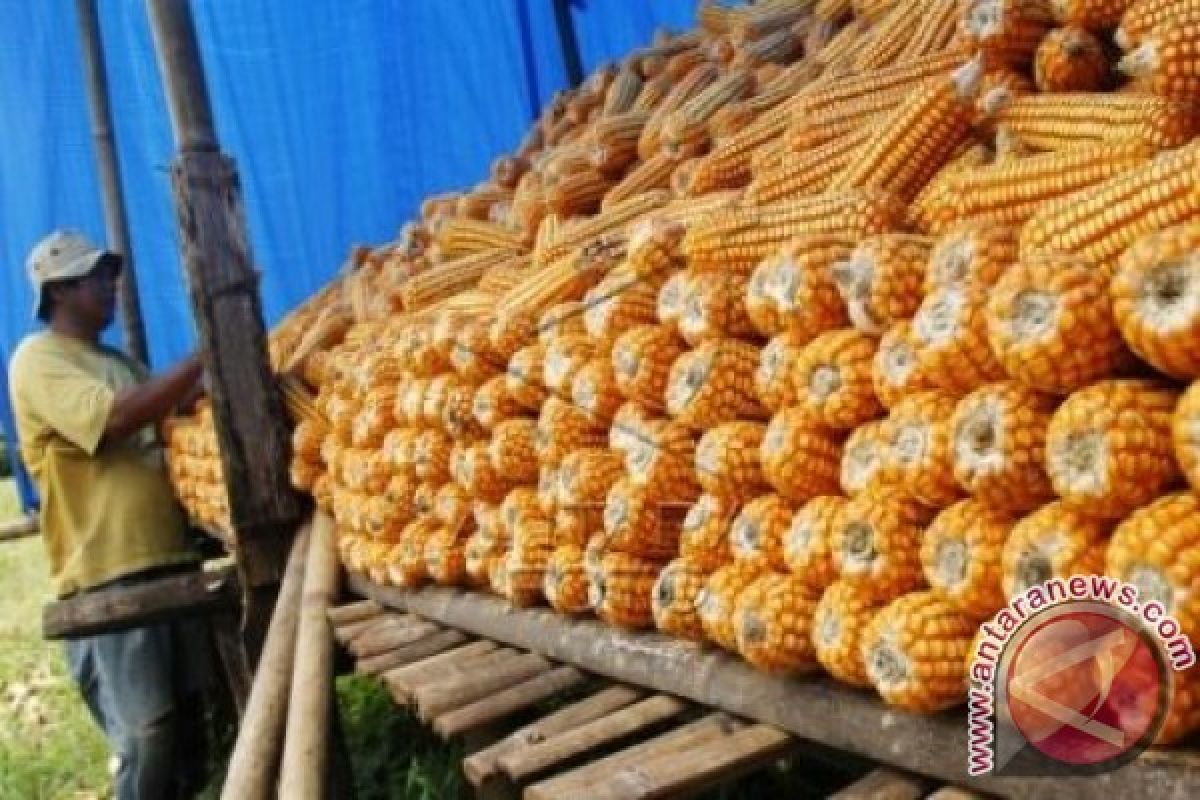 Hasil Panen Petani Jagung Kabupaten Gorontalo Turun 