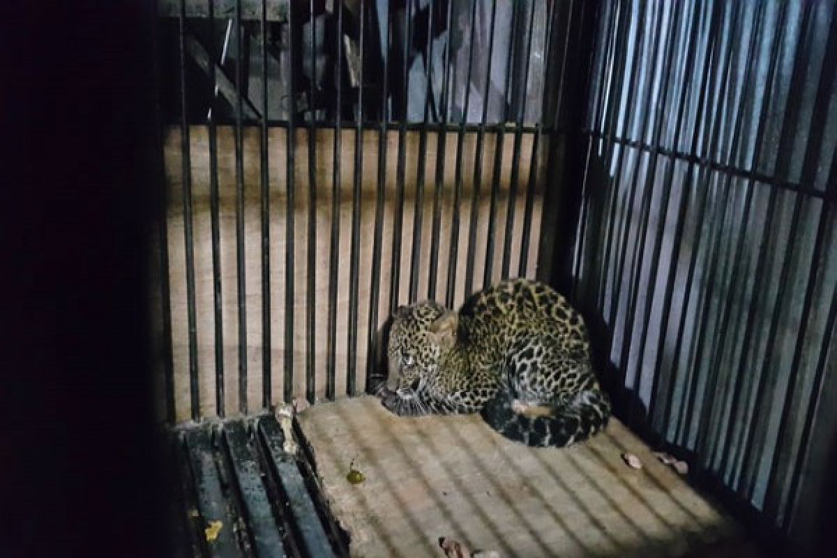 BKSDA-TSI Bogor Selamatkan Macan Tutul Jawa