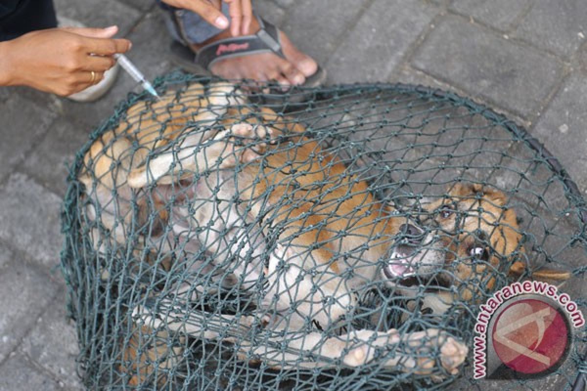 Petugas razia hewan penular rabies di GBK