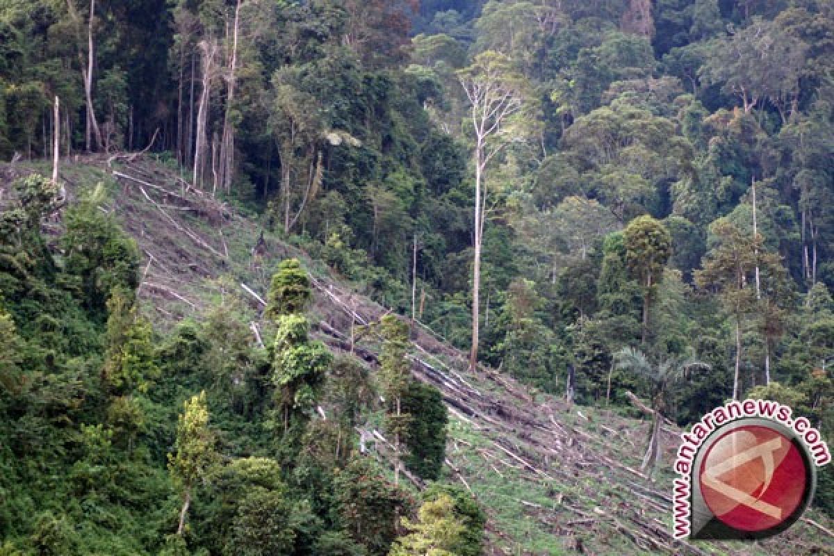 Empat orang pembalak liar di hutan Reki di tangkap polisi 