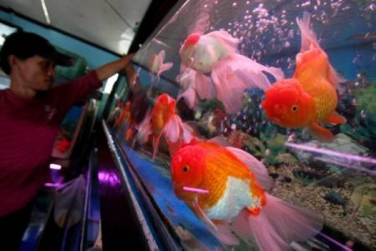 Ikan Hias Salah Satu Komoditas Unggulan Indonesia