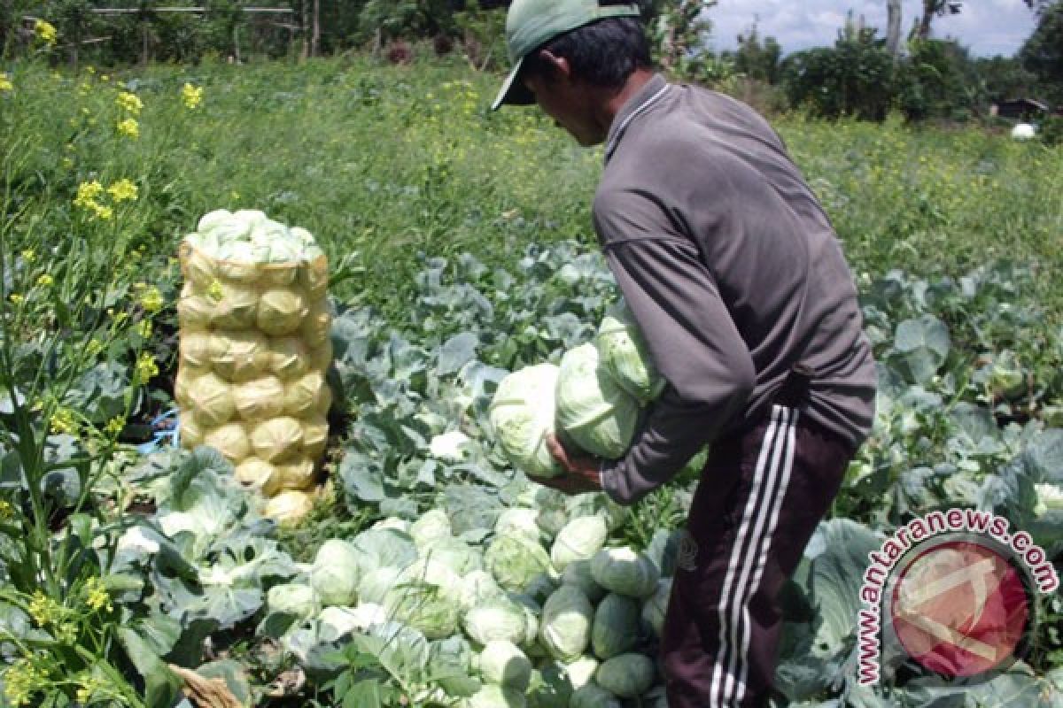 Petani berharap harga jual sayuran kembali normal