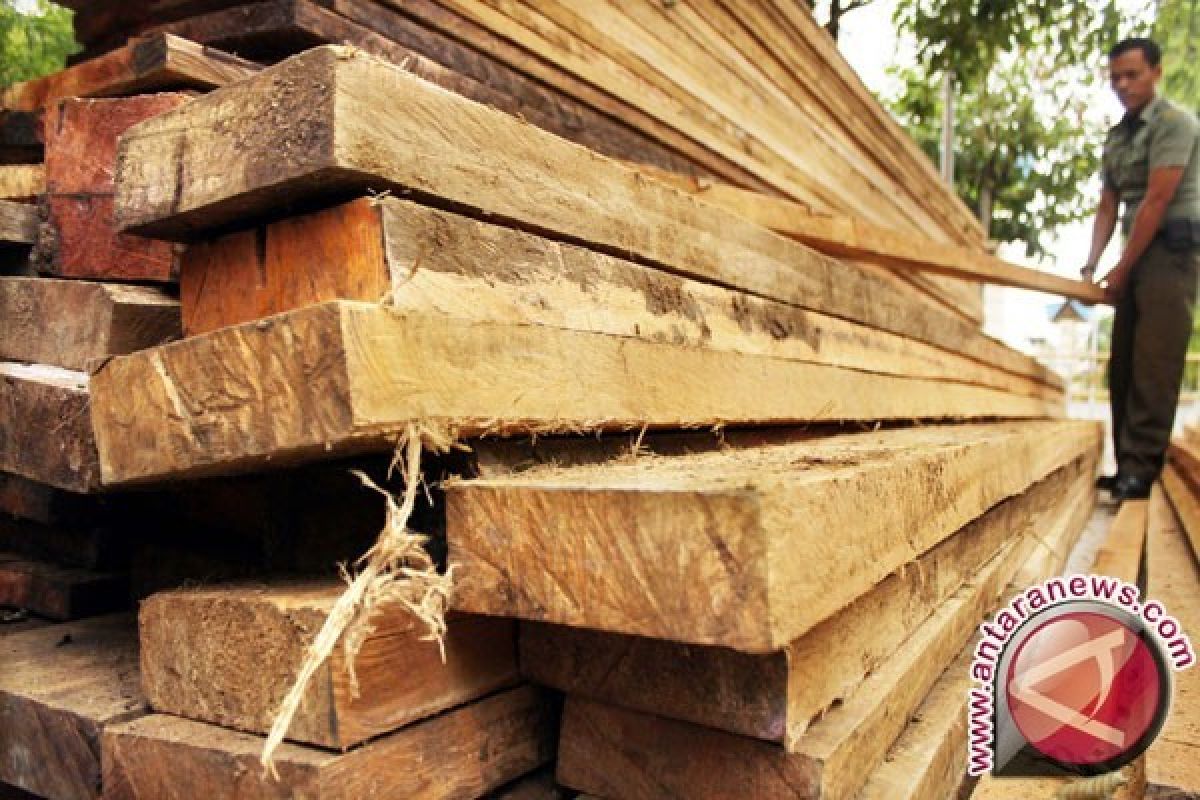 Dishut Papua sita ratusan batang kayu Merbau 