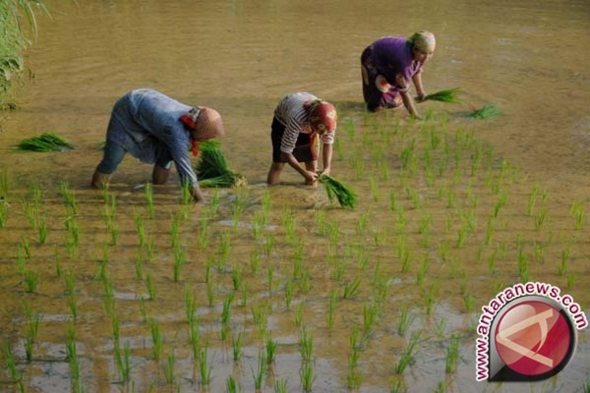 Bangka Barat Salurkan Bantuan Alat Pertanian