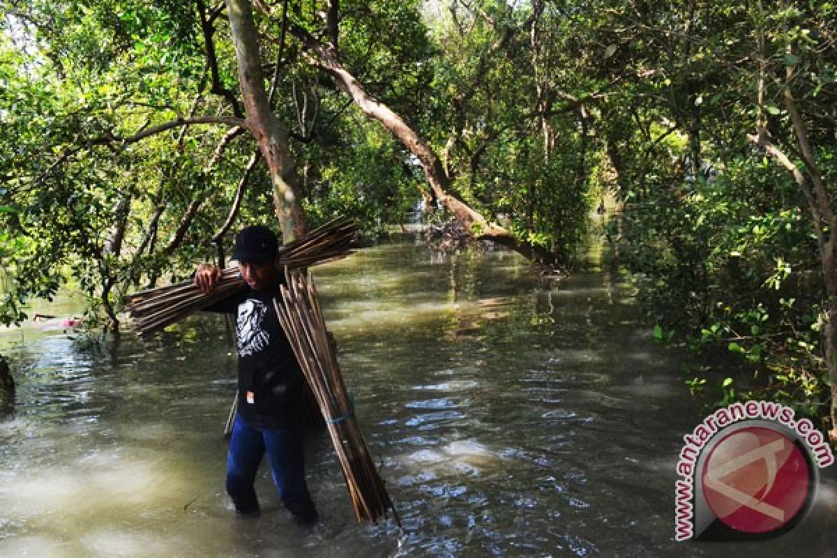 Hutan bakau Bengkulu serap 3.852 ton karbon