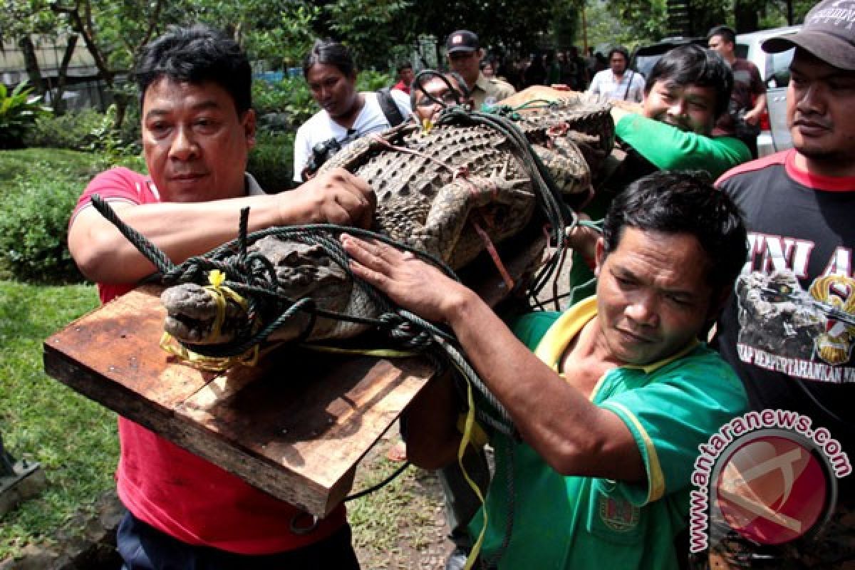 Tengah upacara adat, buaya serang warga