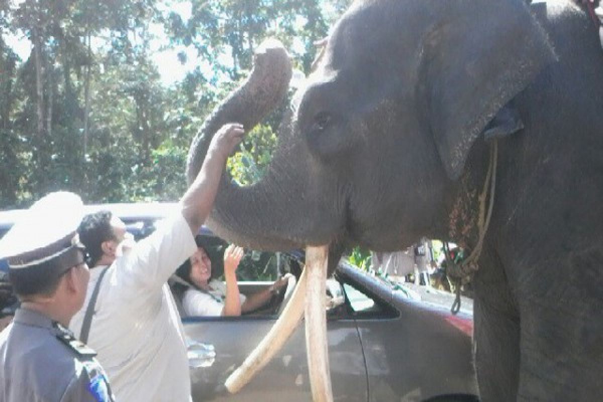  Satlantas Polres Lampung Timur Libatkan Gajah