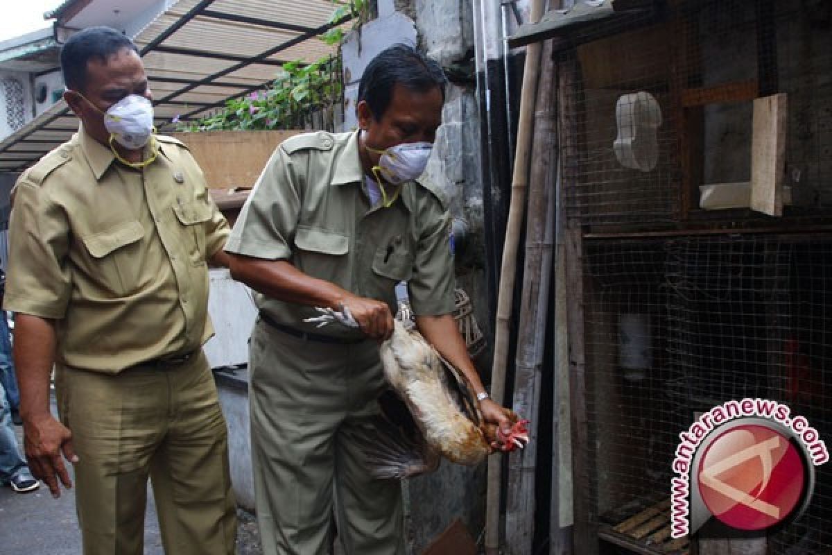 Pemprov Papua cegah penyakit menular pada ternak