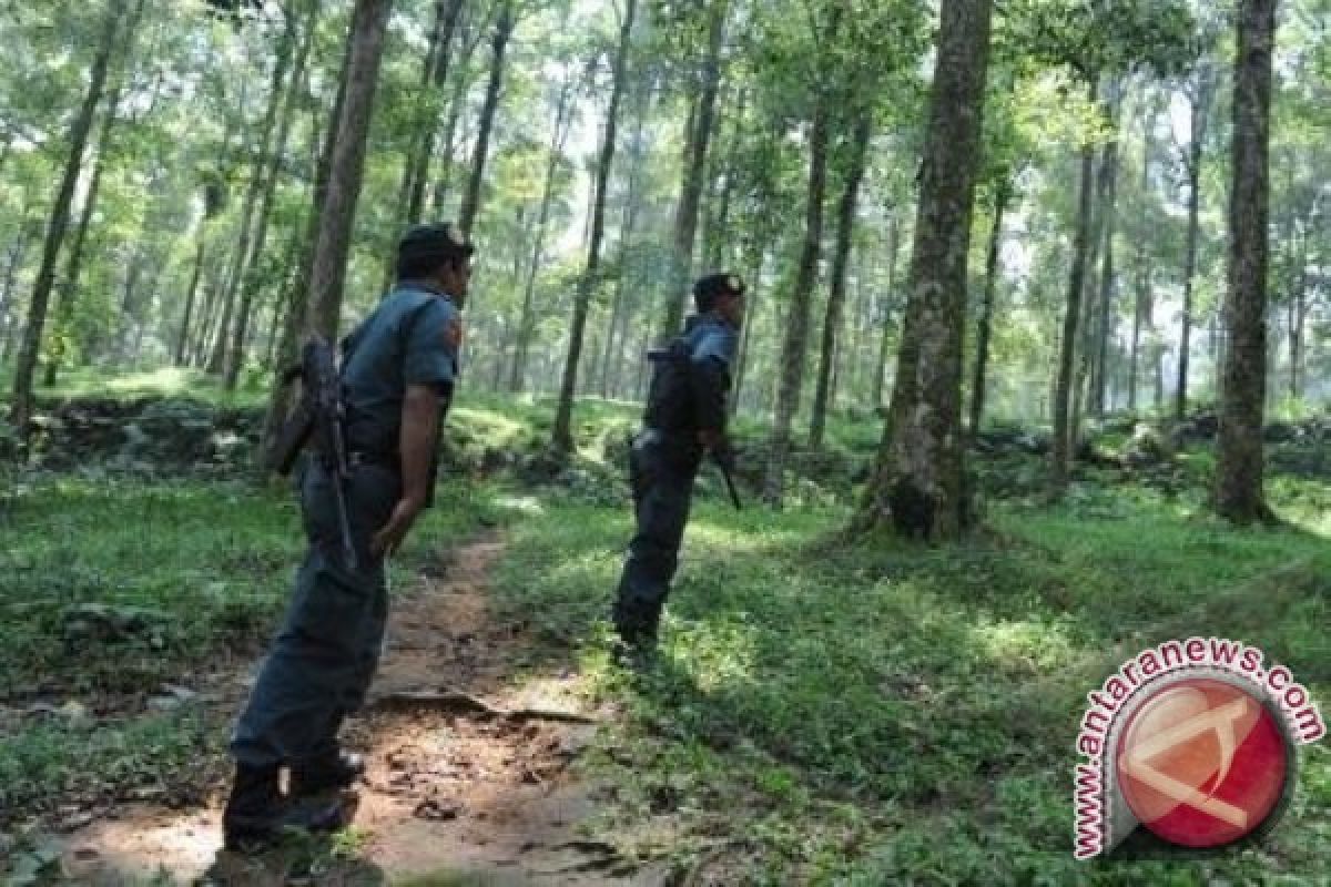 Pemprov Papua rehabilitasi hutan seluas 14.525 hektar