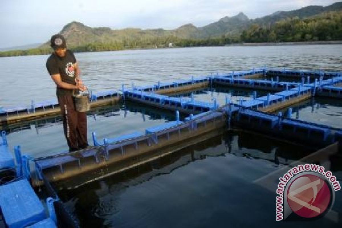 HNSI Budi Dayakan Ikan Air Tawar di Laut